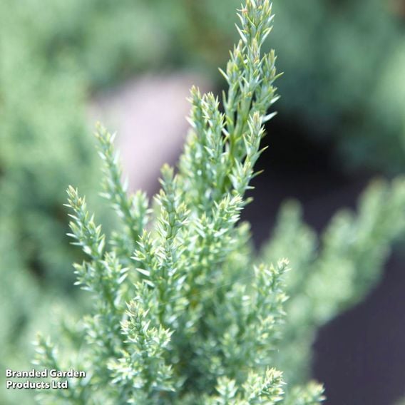 Juniper 'Blue Chiffon'