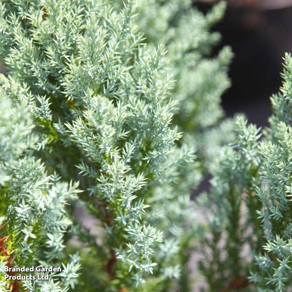 Juniper 'Blue Chiffon'