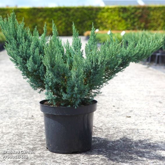 Juniper 'Blue Chiffon'