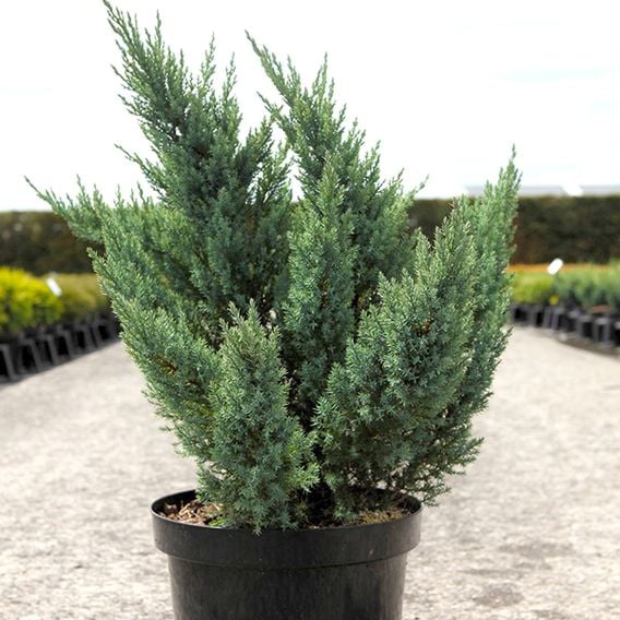Juniper 'Blue Chiffon'