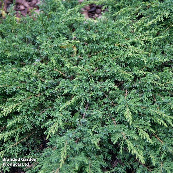 Juniperus communis 'Green Carpet'
