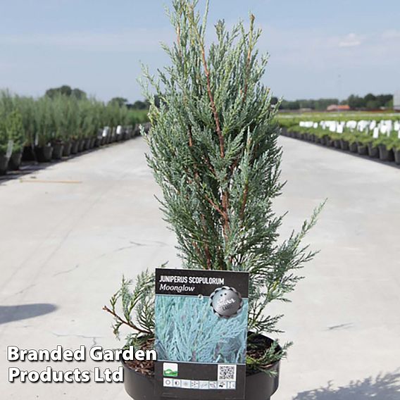 Juniperus scopulorum 'Moonglow'