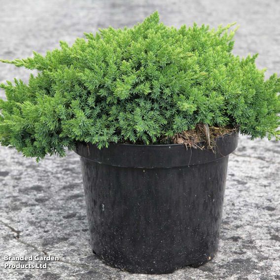 Juniperus procumbens 'Nana'