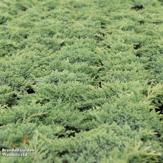 Juniperus procumbens 'Nana'