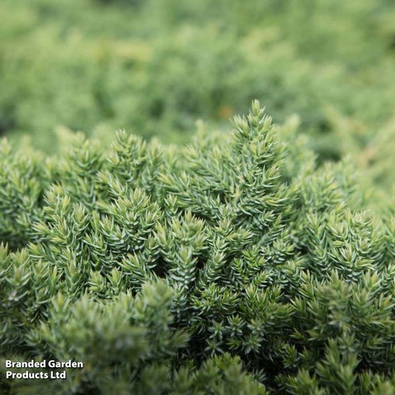 Juniperus procumbens 'Nana'
