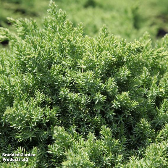 Juniperus procumbens 'Nana'