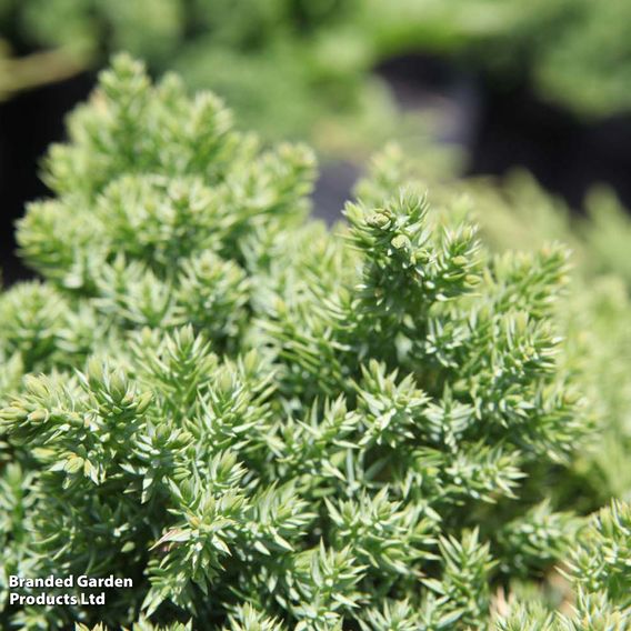Juniperus procumbens 'Nana'