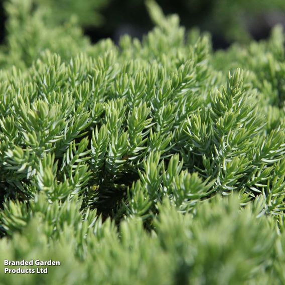 Juniperus procumbens 'Nana'