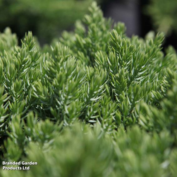 Juniperus procumbens 'Nana'