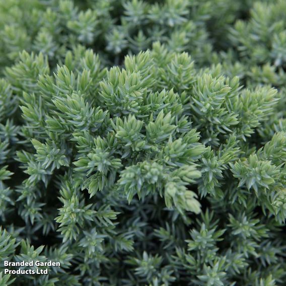 Juniperus procumbens 'Nana'