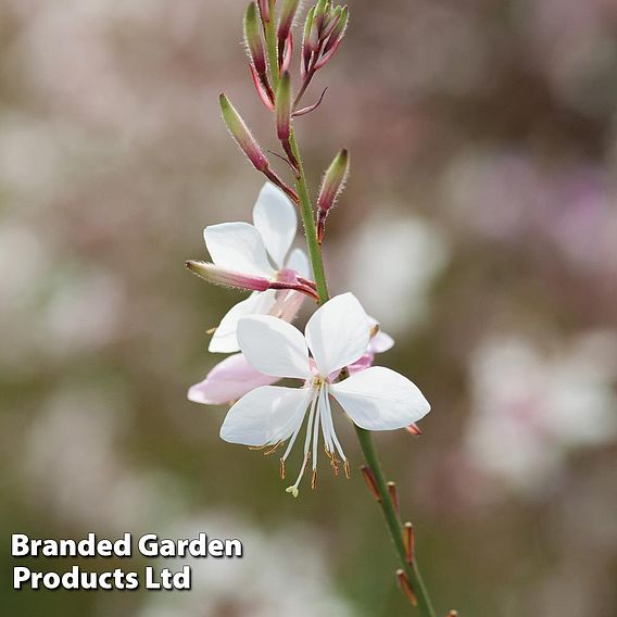 Gaura lindheimeri 'Sparkle White'