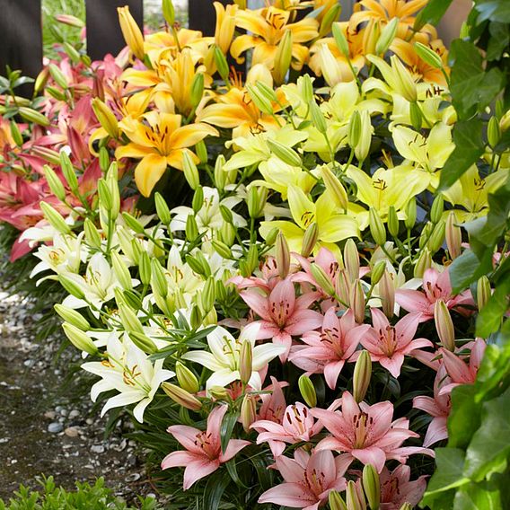Lily Asiatic Mix