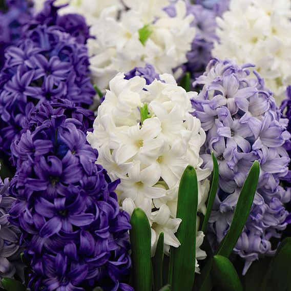 Hyacinth 'Rhapsody in Blue'