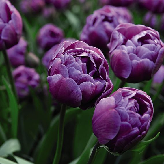 Tulip 'Blue Diamond'