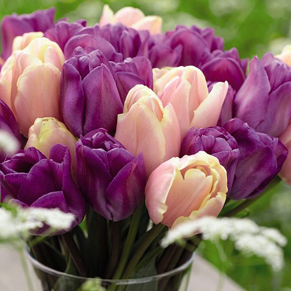 Tulip 'Magic Lavender' and 'Mango Charm' Collection