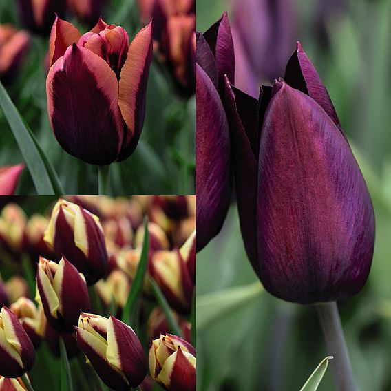 Tulip 'Striped Mix'