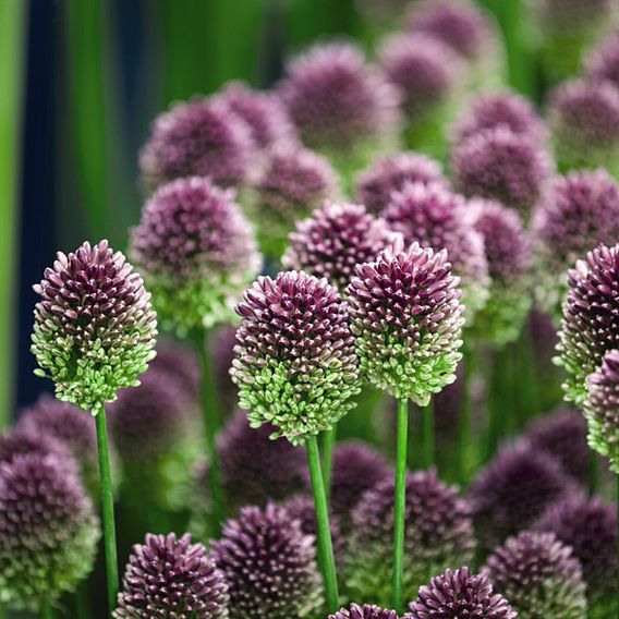 Allium sphaerocephalon