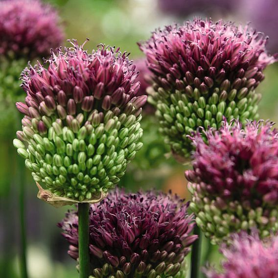 Allium sphaerocephalon