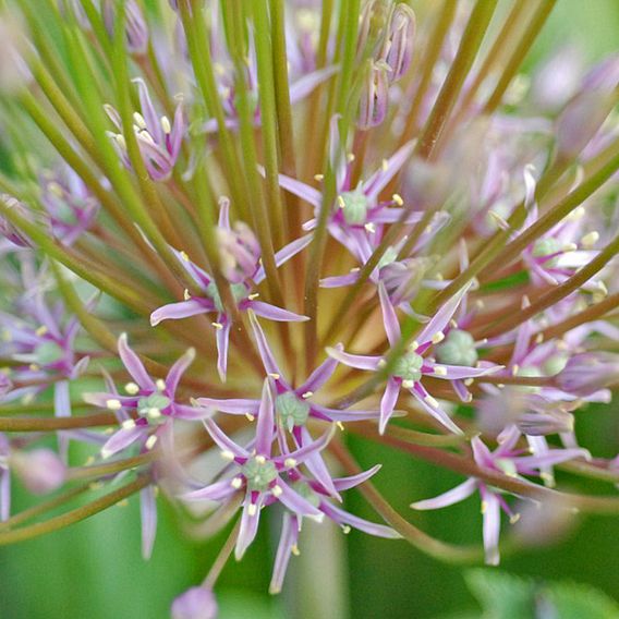 Allium 'Schubertii'