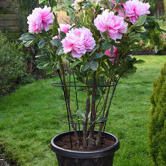 Peony & Herbaceous Perennial Frame