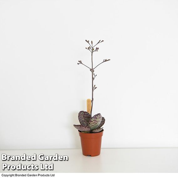 Kalanchoe humilis 'Desert Surprise'