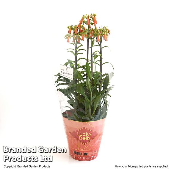 Kalanchoe blossfeldiana 'Lucky Bells'