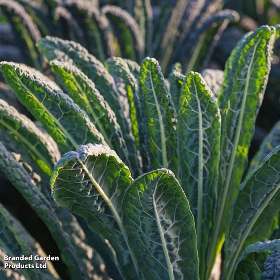 Kale 'Black Kale'