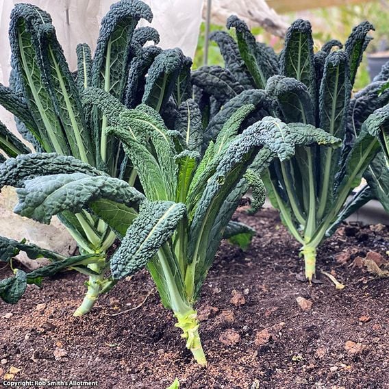 Kale 'Black Magic' - Seeds