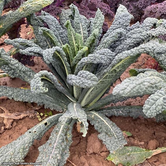 Kale 'Black Magic' - Seeds