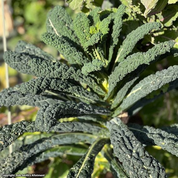Kale 'Black Magic' - Seeds