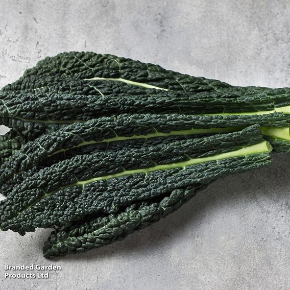 Kale 'Nero di Toscana' - Organic Seeds