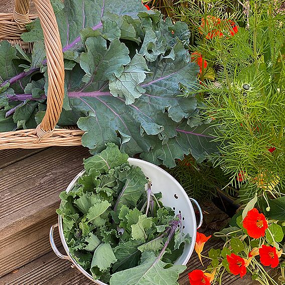 Kale Cottager's Seeds