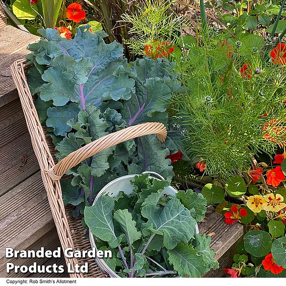 Kale Cottager's - Seeds
