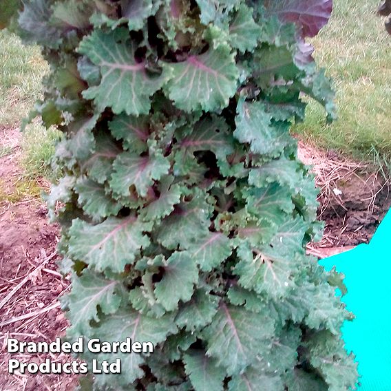 Kale Cottager's - Seeds