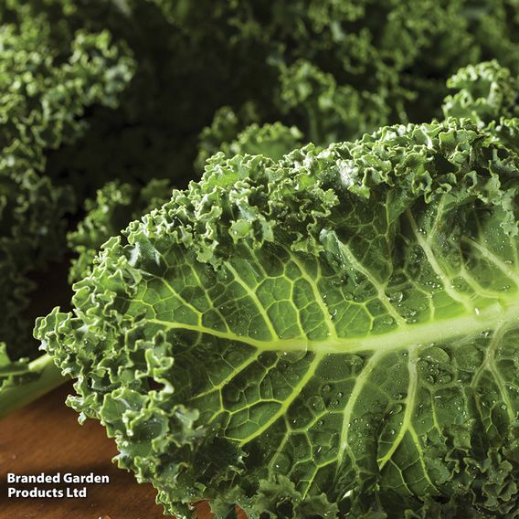 Kale Dwarf 'Green Curled' - Organic Seeds
