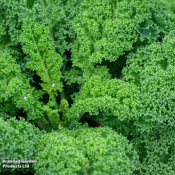Kale Dwarf 'Green Curled' - Organic Seeds