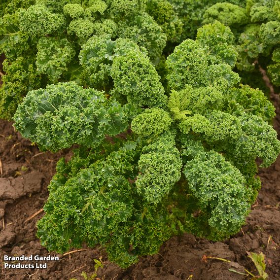 Kale Dwarf 'Green Curled' - Organic Seeds