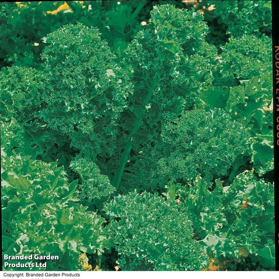 Kale Dwarf 'Green Curled' - Organic Seeds
