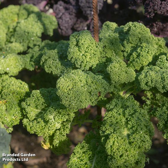 Kale Dwarf 'Green Curled' - Organic Seeds