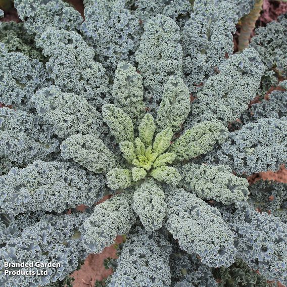 Kale 'Eden' F1 - Seeds