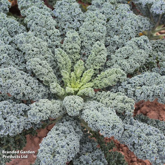 Kale 'Eden' F1 - Seeds