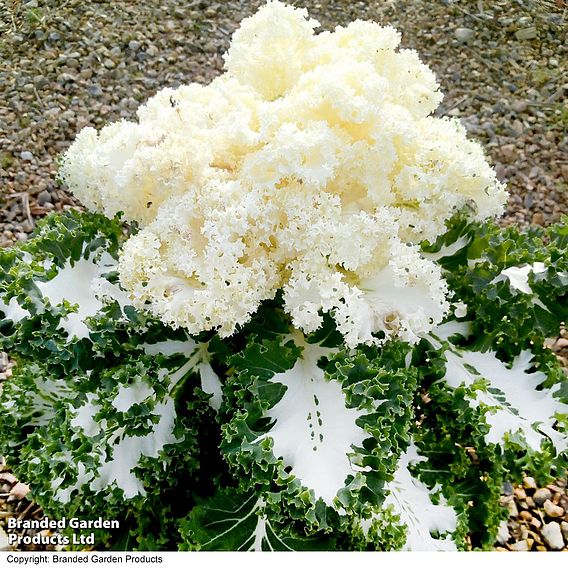 Kale 'Frost Byte' F1 - Seeds