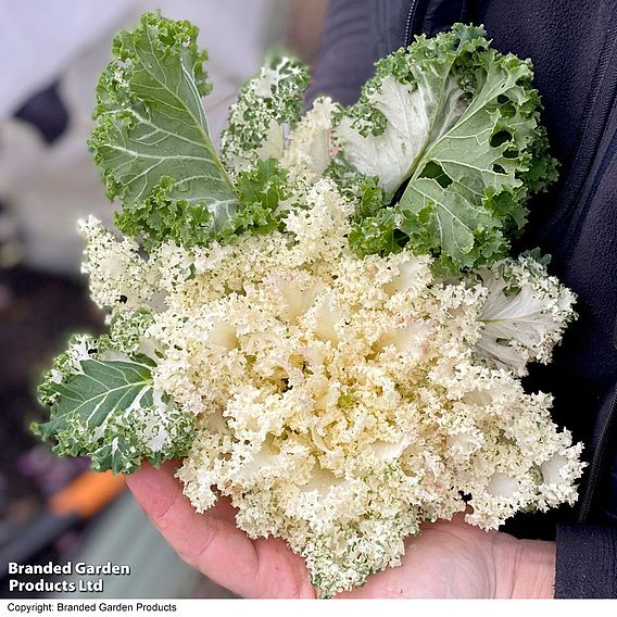 Kale 'Frost Byte' F1 - Seeds