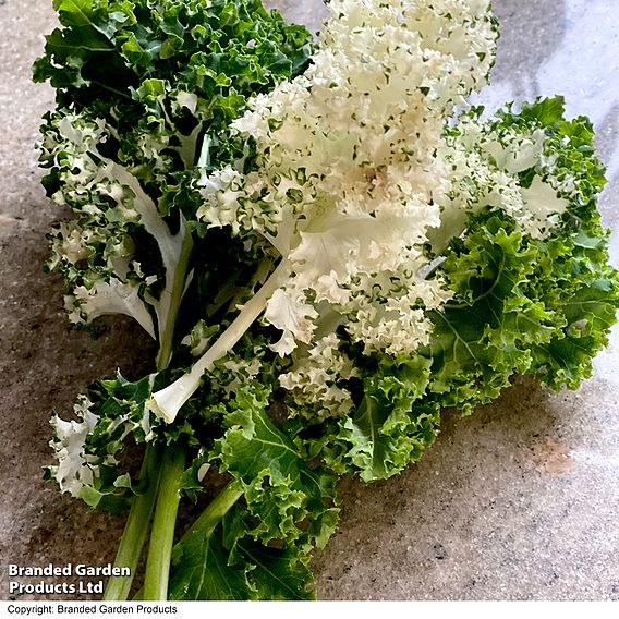 Kale 'Frost Byte' F1 - Seeds