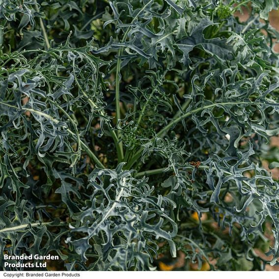 Kale 'Jagallo Nero'