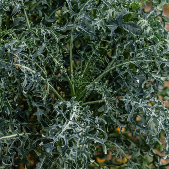 Kale 'Jagallo Nero' - Seeds