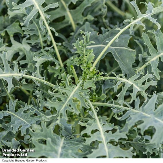 Kale 'Jagallo Nero'