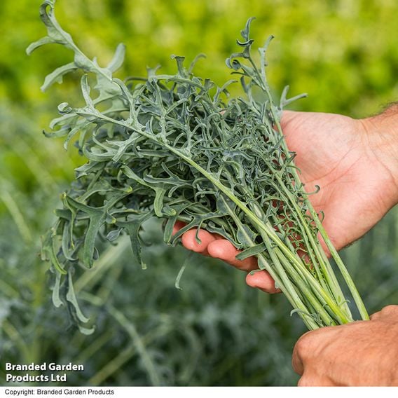 Kale 'Jagallo Nero'