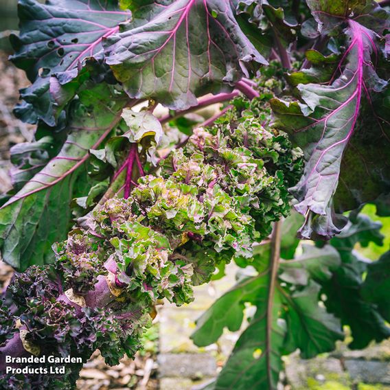 Brussels Sprout 'Kalette Flower Sprout Mix' - Seeds