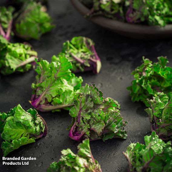 Brussels Sprout 'Kalette Flower Sprout Mix' - Seeds